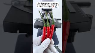 Chili pepper under microscope microscope science shorts [upl. by Boni]