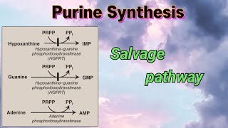 Purine Synthesis  Salvage pathway  purines nucleotides [upl. by Micco315]