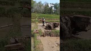 ALONALON WAE traktor traktorsawah tani tandur cute shortvideo [upl. by Bernice23]