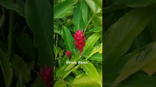 Alpinia purpurea jahemerah tanamanrimpang ensiklopediatanaman botanical [upl. by Stoughton]