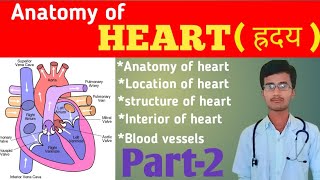 Blood flow to heart  diseases related to heart  heart anatomy and physiology  blood supply [upl. by Sergent]