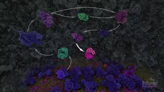 Glycolysis  HHMI BioInteractive Video [upl. by Laup]