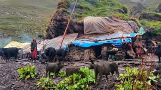 daily lifestyle of mountain shepherd in Rainy season village life Nepal 🇳🇵rural life Nepal [upl. by Hartnett913]