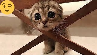 12 minutes of adorable 🥰cats and kittens videos to keep you smiling 💕😅 [upl. by Caton]