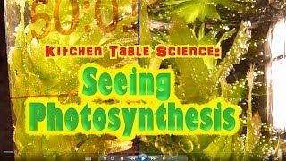 STAAR Science Photosynthesis carbon dioxideoxygen cycle demonstration [upl. by Ackerley]