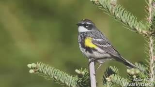 Yellow rumped warbler song [upl. by Arri]