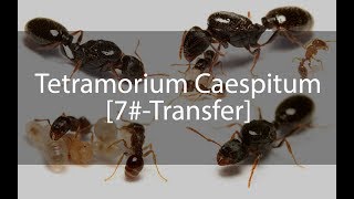 Tetramorium Caespitum Journal  Günlük  7 [upl. by Isacco]