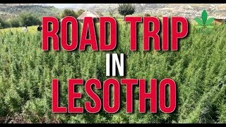 Road Trip In Lesotho Africas First Legal Cannabis Cultivation  Cannabis News Network [upl. by Eirroc]