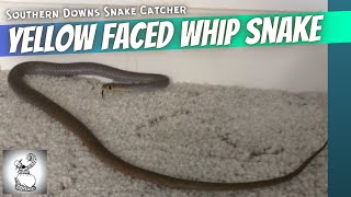 Yellow Faced Whip Snake Scabs Free Rent  Warwick [upl. by Oirazan]