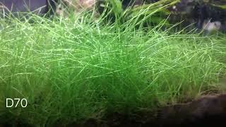 Effortless Aquascaping The Lazy Dry Start Method for Carpeting a Mini Hairgrass DSM Aquascape [upl. by Dyanna]