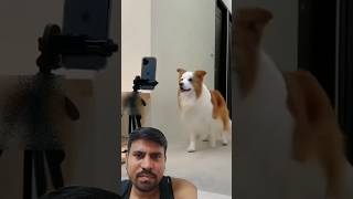 Dog 🐕 dans dog funny dailyshorts dailyviralvideos tending [upl. by Ferne]