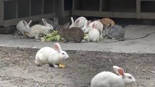 Rabbits of Bangladesh বাংলাদেশী খরগোস [upl. by Sedda695]