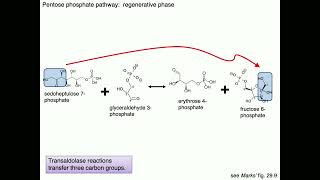 Medical Biochemistry Fructose Galactose and Pentose Phosphate Pathway 2 SKILDUM [upl. by Noslrac]