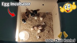 Cardboard Egg Incubator  Simple Homemade Egg Incubator [upl. by Octavius378]