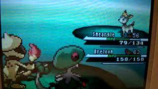 Pokemon BlackWhite how to teach smeargle Spore Tutorial [upl. by Norford]