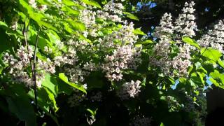 148 CATALPA Tree [upl. by Leahkim]