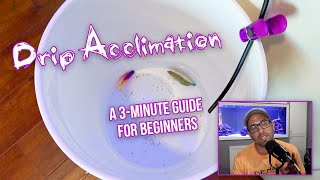 Saltwater Fish Drip Acclimation Guide in Under 3 Minutes  Fast amp Easy for Under 10 [upl. by Einhorn]