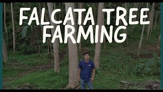 Falcata Tree Farming [upl. by Leffert]