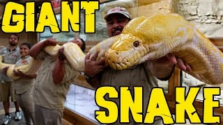 Measuring GIANT Snakes without a Snake Attack [upl. by Eskill477]