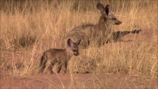 Bat eared fox cubs [upl. by Fronnia351]