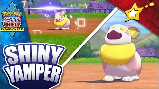 LIVE SHINY YAMPER after 1176 Encounters  Are Shiny Pokemon Worthless Nowadays Pokemon SWSH [upl. by Ignatz]