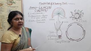 Morphology of Flowering Plants  13 Family Liliaceae Class 11 NEET OnionGarlic Asperagus [upl. by Joycelin657]