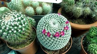 My Mammilaria Cactus Plants in beautiful Flower in the Polytunnel [upl. by Ajtak]