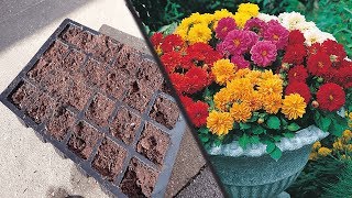 Planting Dahlias From SeedSowing Dwarf Dahlias [upl. by Zadoc]