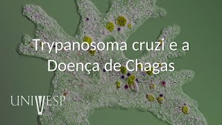 Parasitologia  Aula 06  Trypanosoma cruzi e a Doença de Chagas [upl. by Melli37]