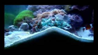 Jawfish vs Clown fish Sand Wars1 [upl. by Eslud]