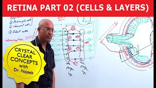 Retina  Cells and Layers  Part 2 [upl. by Ettenawtna]