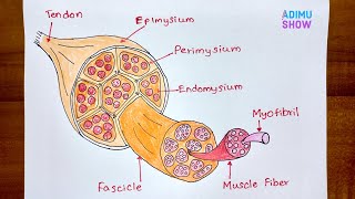 How To Draw Structure Of Skeletal Muscle [upl. by Gorrono898]