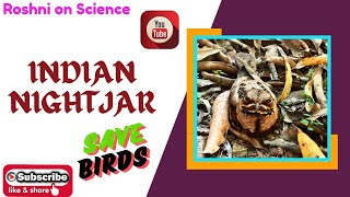 Indian Nightjar Bird  Save Birds [upl. by Veedis]