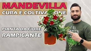 MANDEVILLA pianta RAMPICANTE e da FIORE cura e coltivazione [upl. by Proud590]