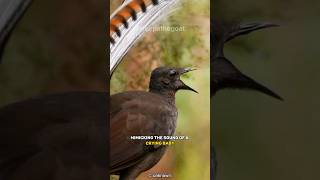 This Bird Can Imitate Any Sound 🐦 Lyrebird [upl. by Korrie]