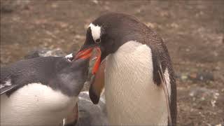 Gentoo Penguins feeding there Chicks at Aitcho Island [upl. by Enavi]