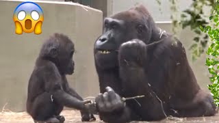 An instant lreaction of mother gorilla Adorable baby gorilla 😍 [upl. by Roxy]