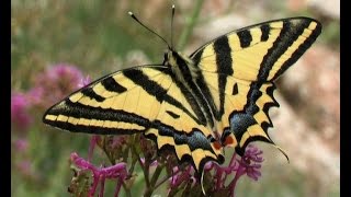 Alexanor or Southern Swallowtail Palilio alexanor [upl. by Hare]