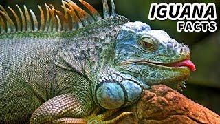 Green Iguana Facts aka the ORANGE IGUANA  Animal Fact Files [upl. by Austen747]