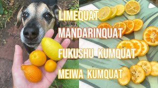 KUMQUATs Taste Testing  Limequat Mandarinquat Fukushu and Meiwa… [upl. by Sundstrom768]