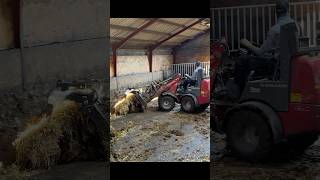 Farm Life Cowshed Cleaning with a Powerful Tractor 🚜✨ [upl. by Notsuoh]