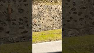 🐈The cat flying over the walls 飛簷走壁的貓咪🤩 cat shortvideo [upl. by Nohsav]