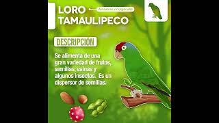 Loro Tamaulipeco Amazona viridigenalis [upl. by Edik268]