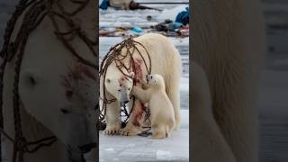 A heartfelt tale of sailors rescuing a severely injured mother polar bear trapped in a netpolarbear [upl. by Brianna]