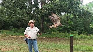 Falcon training  flying to come to the fist when called [upl. by Kernan]