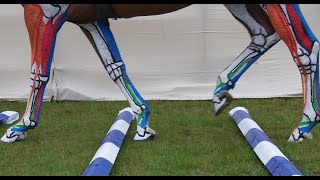 Horse Anatomy  Lower Leg Tendons and Ligaments Jumping [upl. by Ecnahoy276]