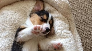 CUTE SLEEPING CORGI PUPPY COMPILATION  Grows Up [upl. by Dobrinsky]