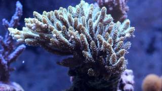 Acropora millepora [upl. by Marney349]