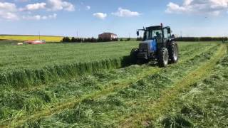 Torunoğlu Tohum Reygras Ryegrass Tohumlarımız İthal OCED sertifikalıdır [upl. by Duffie40]