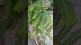 Amla or Gooseberry tree 🌱🌱🌿🌿 auspicious and powerful 💐💐 vastu tip🌈🌈💯 [upl. by Yacov60]